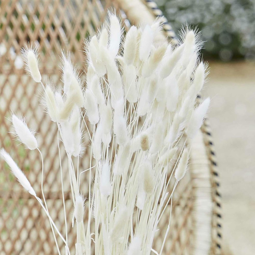 Flowers & Foliage |   Natural Off White Bunny Tail Pampas Grass Flowers & Foliage Flowers & Foliage