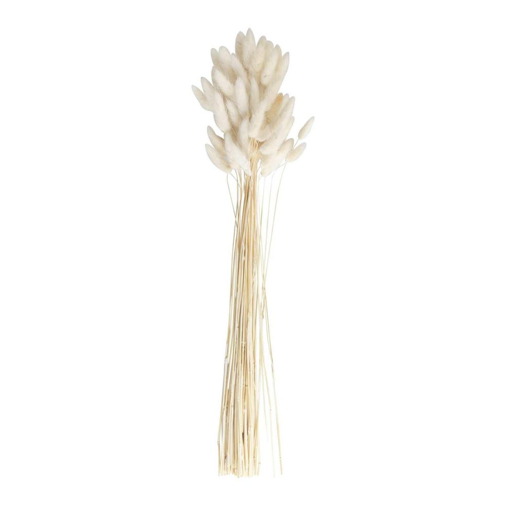 Flowers & Foliage |   Natural Off White Bunny Tail Pampas Grass Flowers & Foliage Flowers & Foliage