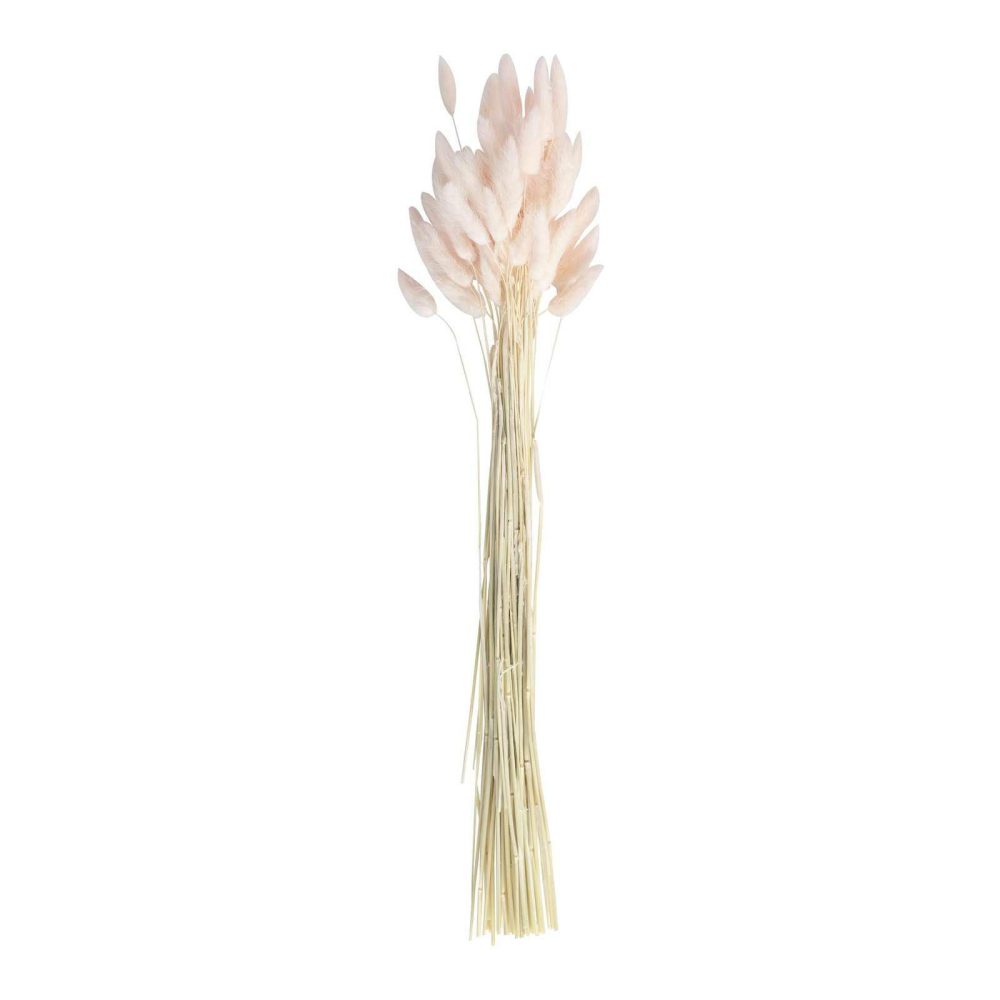 Flowers & Foliage |   Soft Pink Bunny Tail Pampas Grass Flowers & Foliage Flowers & Foliage